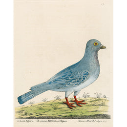 Wild Dove (p 303)