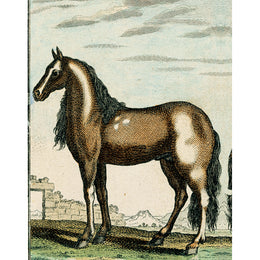 Spotted Horse (p 304)