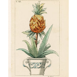 Potted Pineapple (p 308)