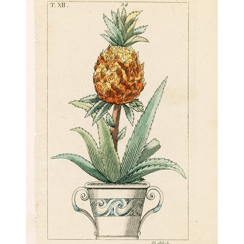 Potted Pineapple (p 308)