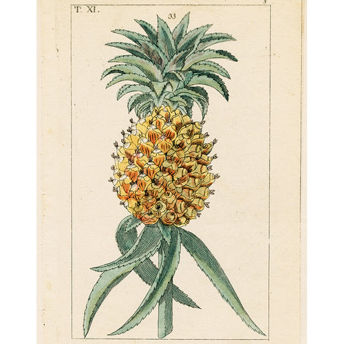 Pineapple (p 309)