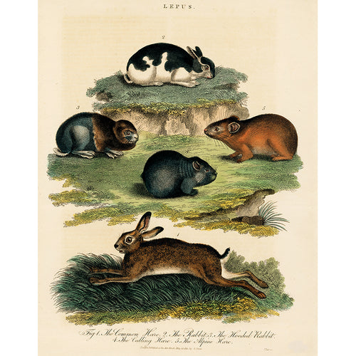 Hares and Rabbits (p 314)