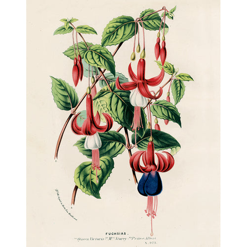 Fuchsias 1, 2, 3 (p 318)