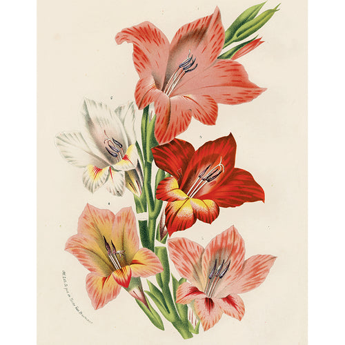 Gladiolus (p 322)