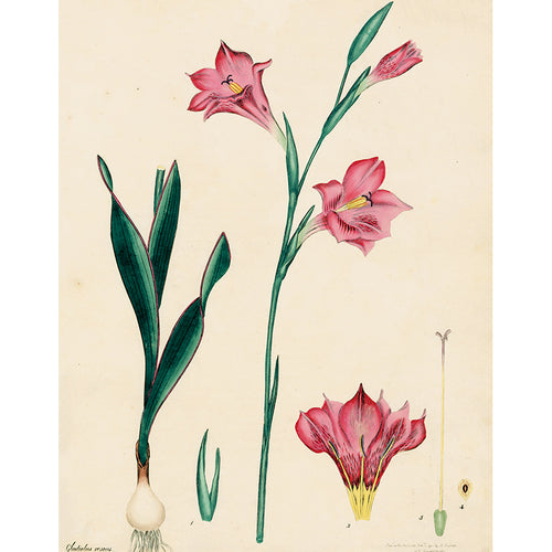 Gladiolus II (p 323)