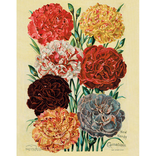 Carnations (p 325)