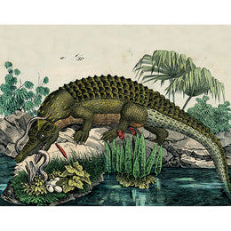 Alligator Protecting Her Eggs (p 326)