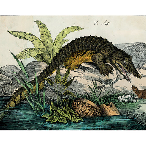 Alligator and Mongoose (p 327)