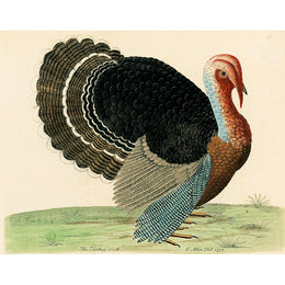 The Turkey Cock (p 333)