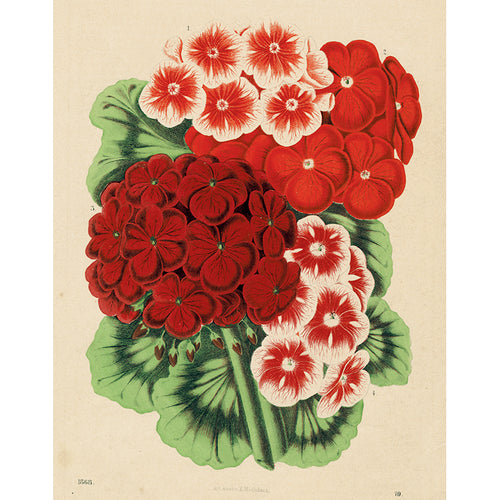 Pelargonium 1868 (p 334)