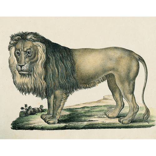 Lion (p 337)