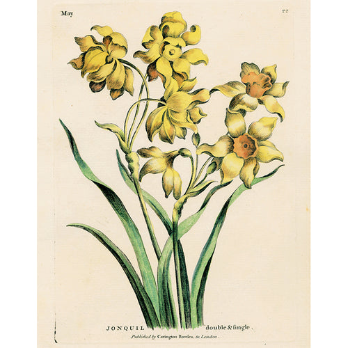 Jonquil (p 344)