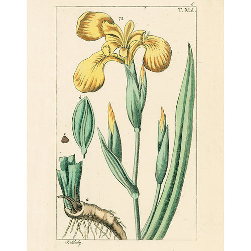 Yellow Iris (p 345)