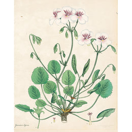 Geranium elegans (p 46)