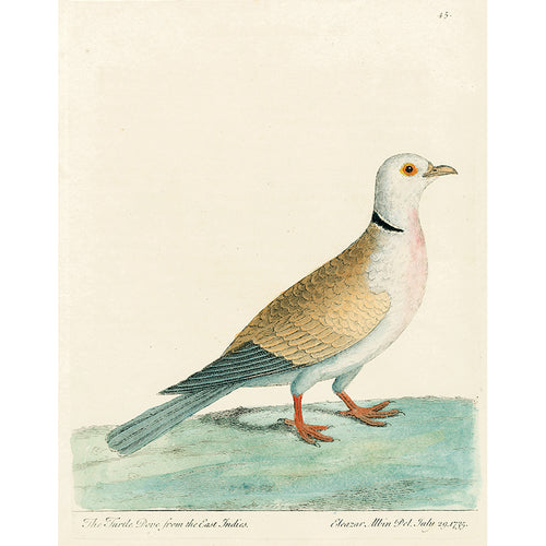 Turtle Dove (p 47)