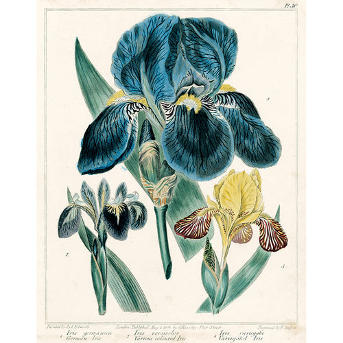 Iris germanica, Iris versicolor, Iris variegata (p 49)