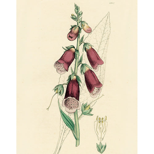 Foxglove 1207 (p 52)