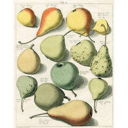 Pears Tab. I (p 56)