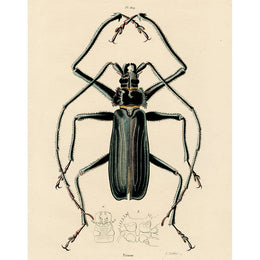 Longhorn Beetle (p 61)