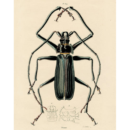 Longhorn Beetle (p 61)