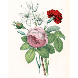 Rose, Lily, Carnation (p 62)