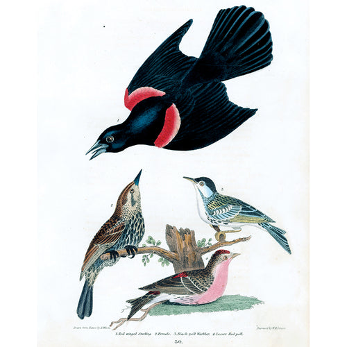 Red-Winged Starling & Others (p 67)