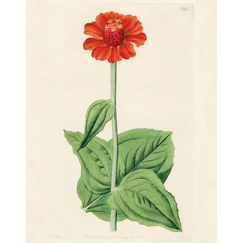 Zinnia 1294 (p 68)