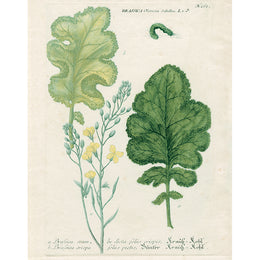 Brassica Oleracea (p 73)