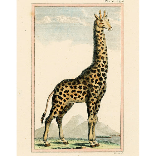 Giraffe 290 (p 77)