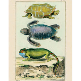 Turtles, Chameleon (p 79)