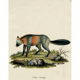 Red Fox (p 85)