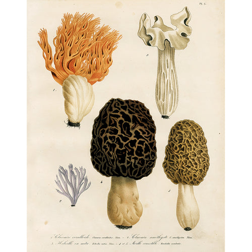 Morels (p 94)