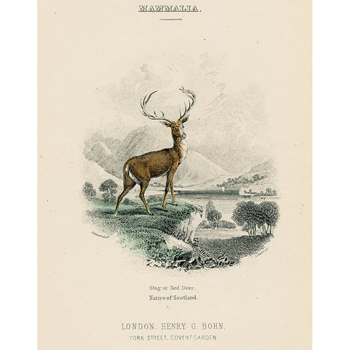 Red Deer (p 95)