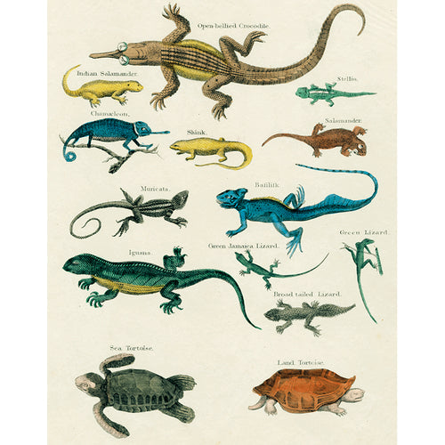 Gators, Lizards, Turtles (p 97)