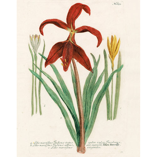 N. 652 Red Lily (p 100)