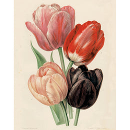 Tulips Darwin (p 112)