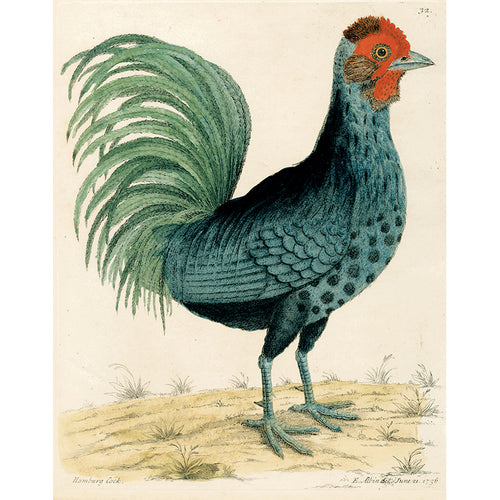 Hamburg Cock (p 113)