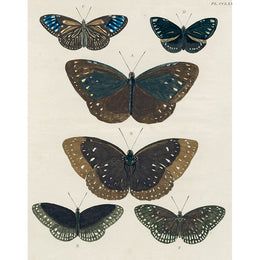 Euploea eleusina (p 114)