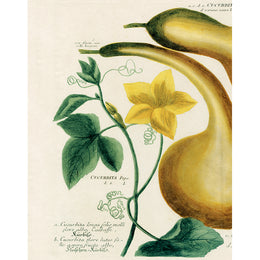 Yellow Gourd (p 116)