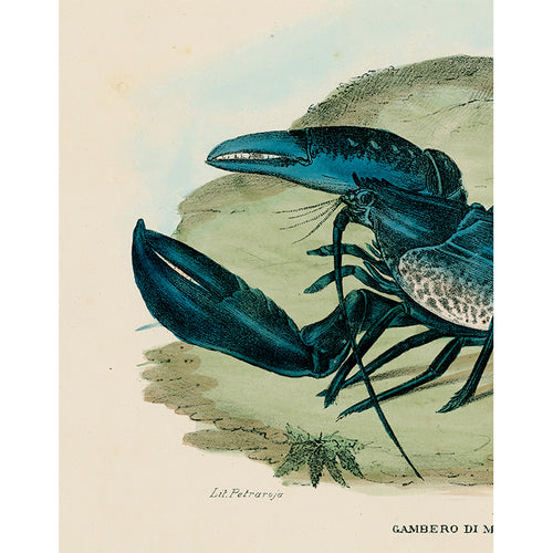 Blue Lobster (p 178)