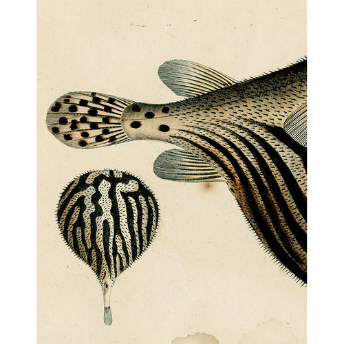 Pufferfish (p 192)