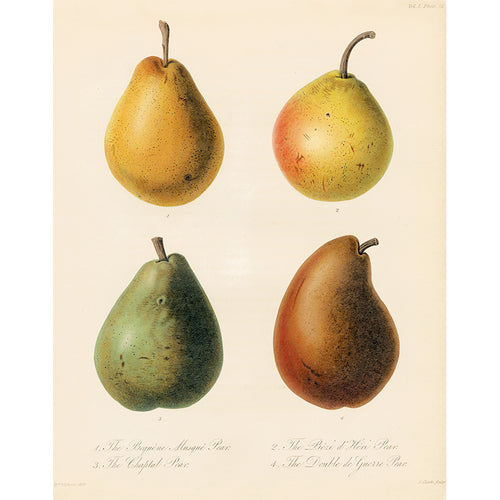 Four Pears A (p 242)