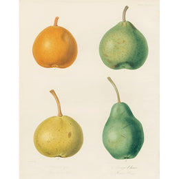 Four Pears B (p 243)