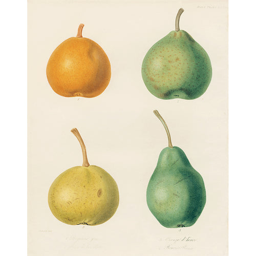 Four Pears B (p 243)