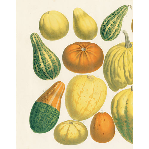 Pumpkin Squashes (p 38)