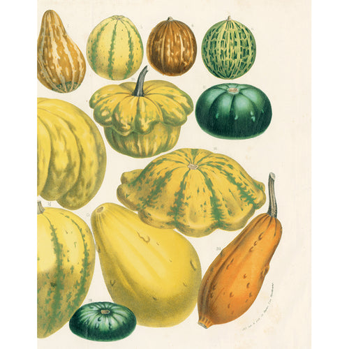 Pumpkin Squashes (p 39)