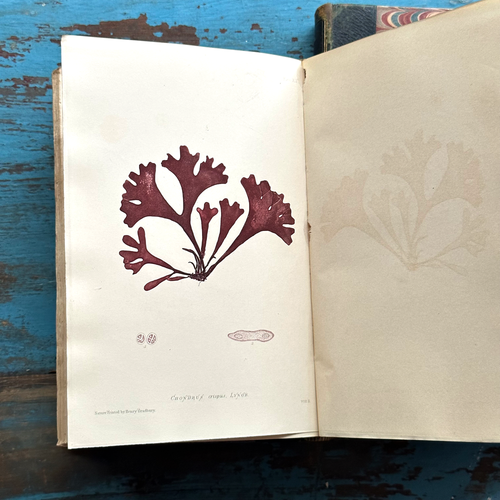 Antique 4-Volume Set: British Seaweeds by Henry Bradbury (1859)