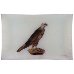 Buzzard 1830