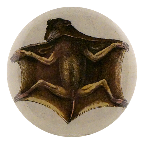 Bat