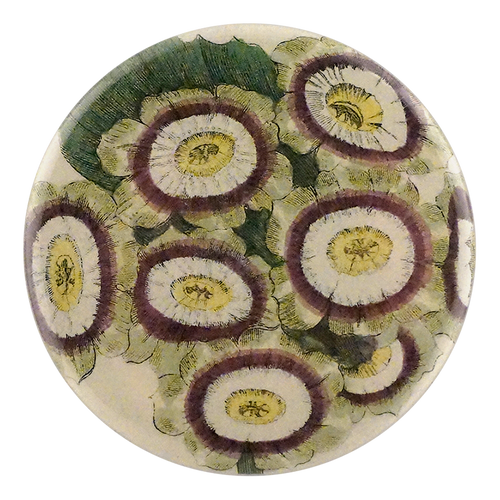 Grime's Orion Auricula